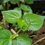 Peperomia pellucida Ліст