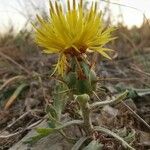 Centaurea salonitana Flower