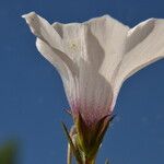 Linum suffruticosum Flor