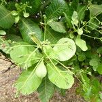 Anacardium occidentale Feuille