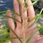 Dianthera americana Leaf