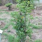 Hibiscus boryanus Habitatea