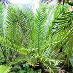 Encephalartos trispinosus 整株植物