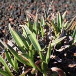 Cynoglossum borbonicum Habitatea