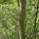 Genista sphaerocarpa 樹皮