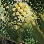 Encephalartos trispinosus Owoc