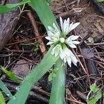 Allium chamaemoly Λουλούδι