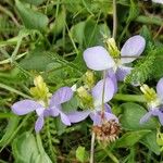 Viola canina Habitus