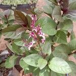 Pseuderanthemum maculatum Blomst