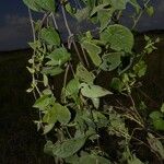 Mikania micrantha Habitat