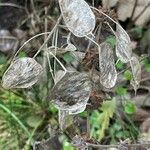 Lunaria annua Other