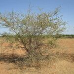 Acacia senegal Habit