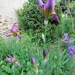 Iris × germanica Floare