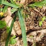 Carex flaccosperma Lehti