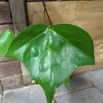 Hedera canariensis Leaf