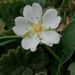Potentilla montana Flor