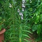 Angelonia biflora Virág