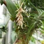 Tillandsia paleacea Meyve