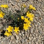 Linum campanulatumफूल