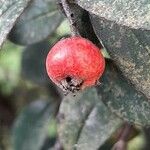 Cotoneaster pannosus Fruit