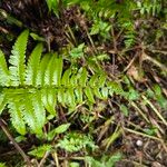 Diplazium esculentum Leaf