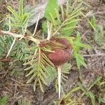 Vachellia drepanolobium Fulla