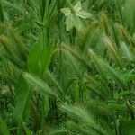 Nicotiana alata ശീലം