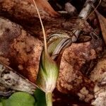 Pterostylis ophioglossa Yeri