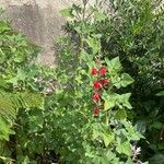 Salvia darcyi Hábito
