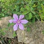 Clematis viticellaBloem