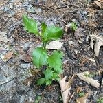 Baccharis halimifolia Leaf