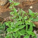 Cleome monophylla Fulla