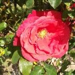 Rosa chinensis Cvet