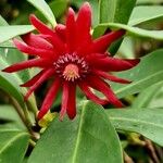 Illicium floridanum Blüte