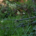 Luzula nivea Flower