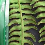 Pteris navarrensis ഇല