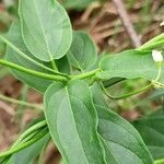 Vincetoxicum hirundinaria Leaf