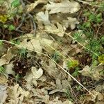 Sedum forsterianum Leaf