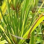 Cyperus papyrus عادت داشتن