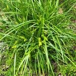 Carex lurida Blatt