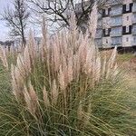 Cortaderia selloana Flor