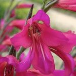 Gladiolus × byzantinus Blomst