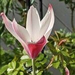 Tulipa clusiana Lorea