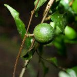 Casearia acuminata Frukt