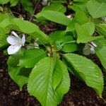 Prunus avium Fuelha