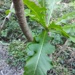Sonchus fruticosus Hoja