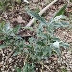 Artemisia suksdorfii Leaf