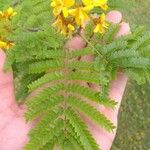 Caesalpinia pluviosa Leaf