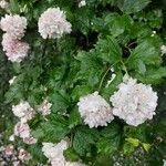 Viburnum macrocephalum Blüte