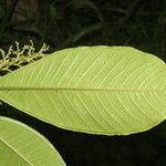 Miconia trinervia Hoja